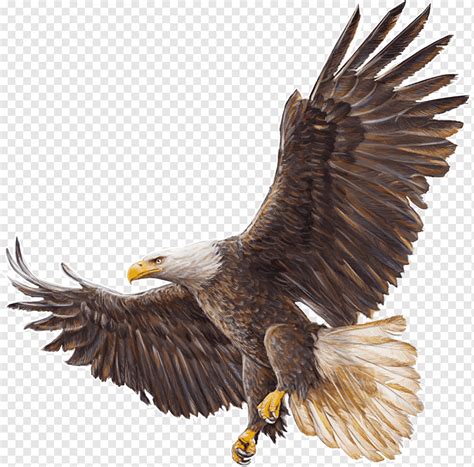 Eagle graphics - Find Eagle Drawing stock images in HD and millions of other royalty-free stock photos, illustrations and vectors in the Shutterstock collection. Thousands of new, high-quality pictures added every day. 